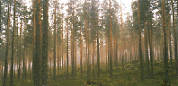 亜寒帯針葉樹林
